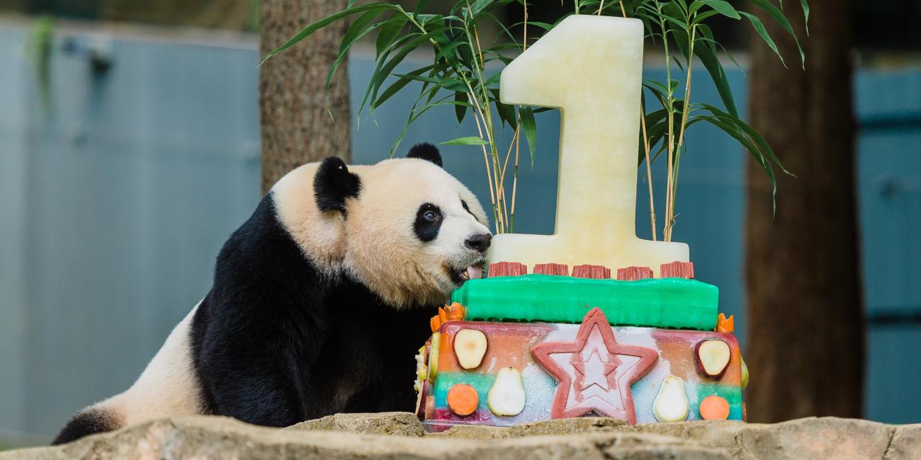 Mei Xiang with food enrichment