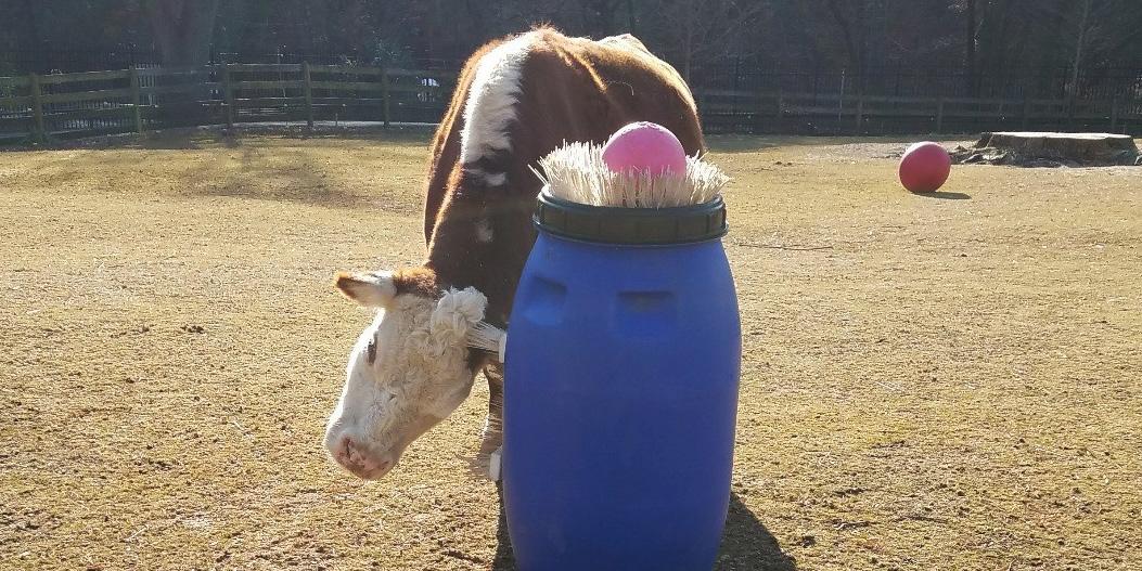 Hereford cow Rose enjoys tactile enrichment