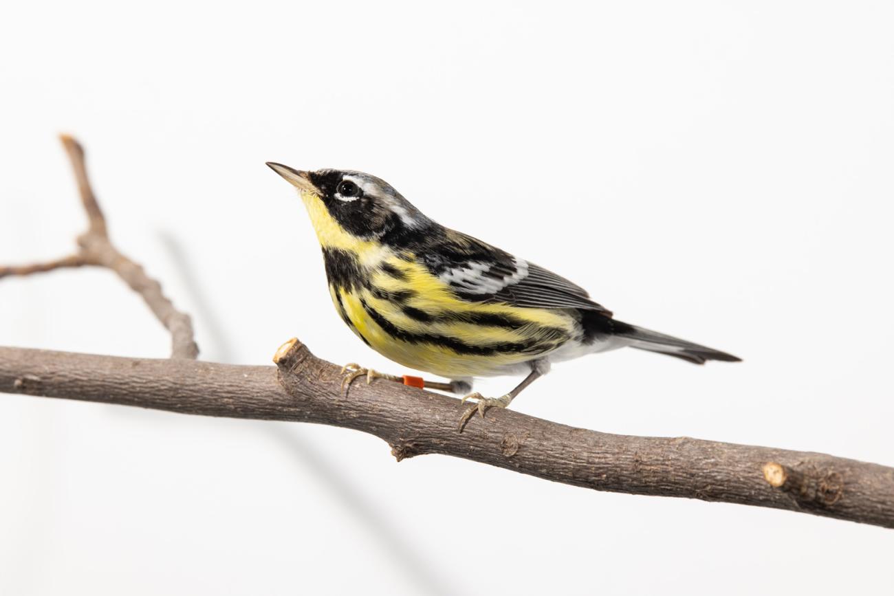 Magnolia warbler (bird) perched on a tree branch in front of a white background