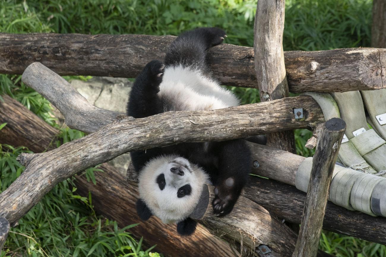 Giant panda cub Xiao Qi Ji hanging upside down from his outdoor play structure. 