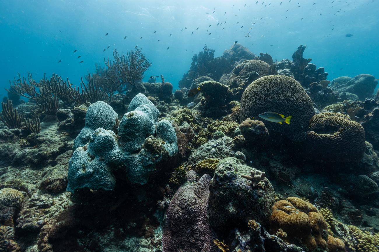 An underwater photo of a bustling coral full of various colorful species of coral and fish