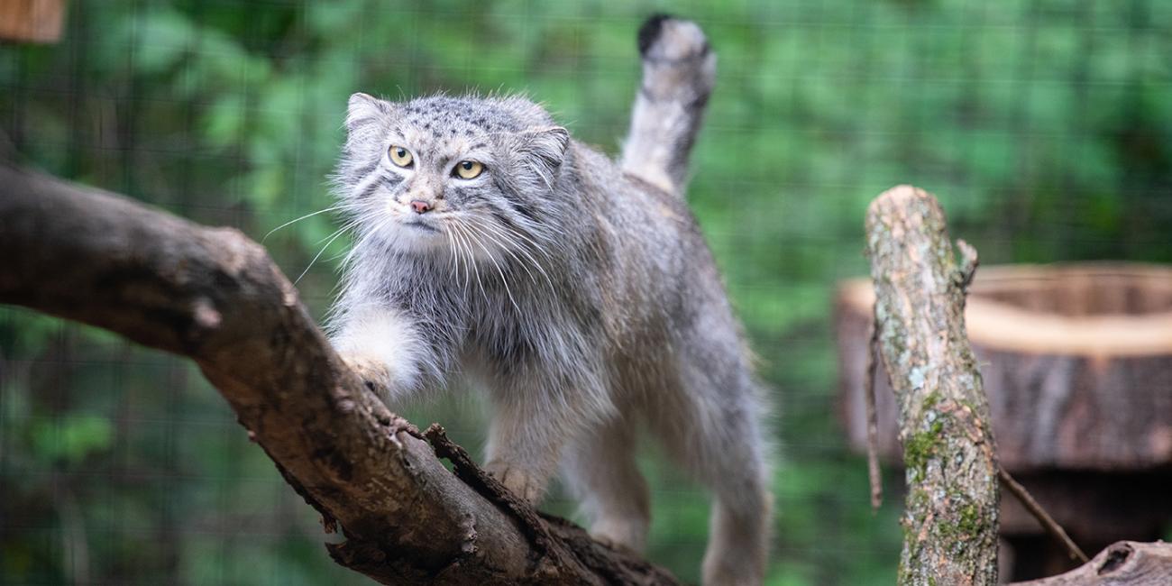 A Pallas' cat with long fur, a flat face, and a stocky body runs across a tree branch