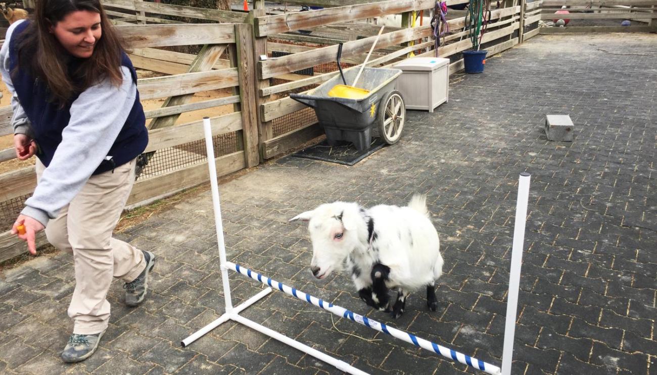 Nigerian dwarf goat fiesta jumps over an agility hurdle.