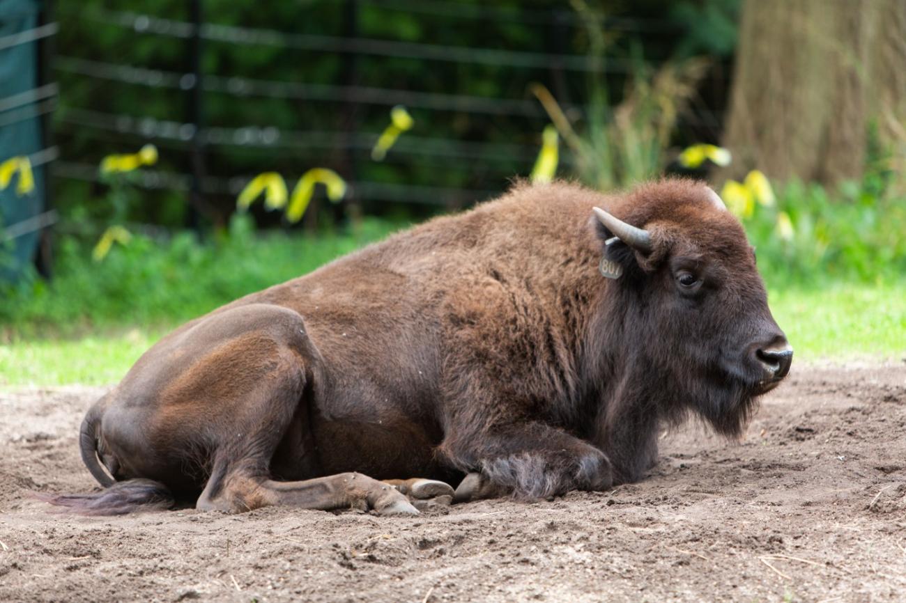 American bison Lucy