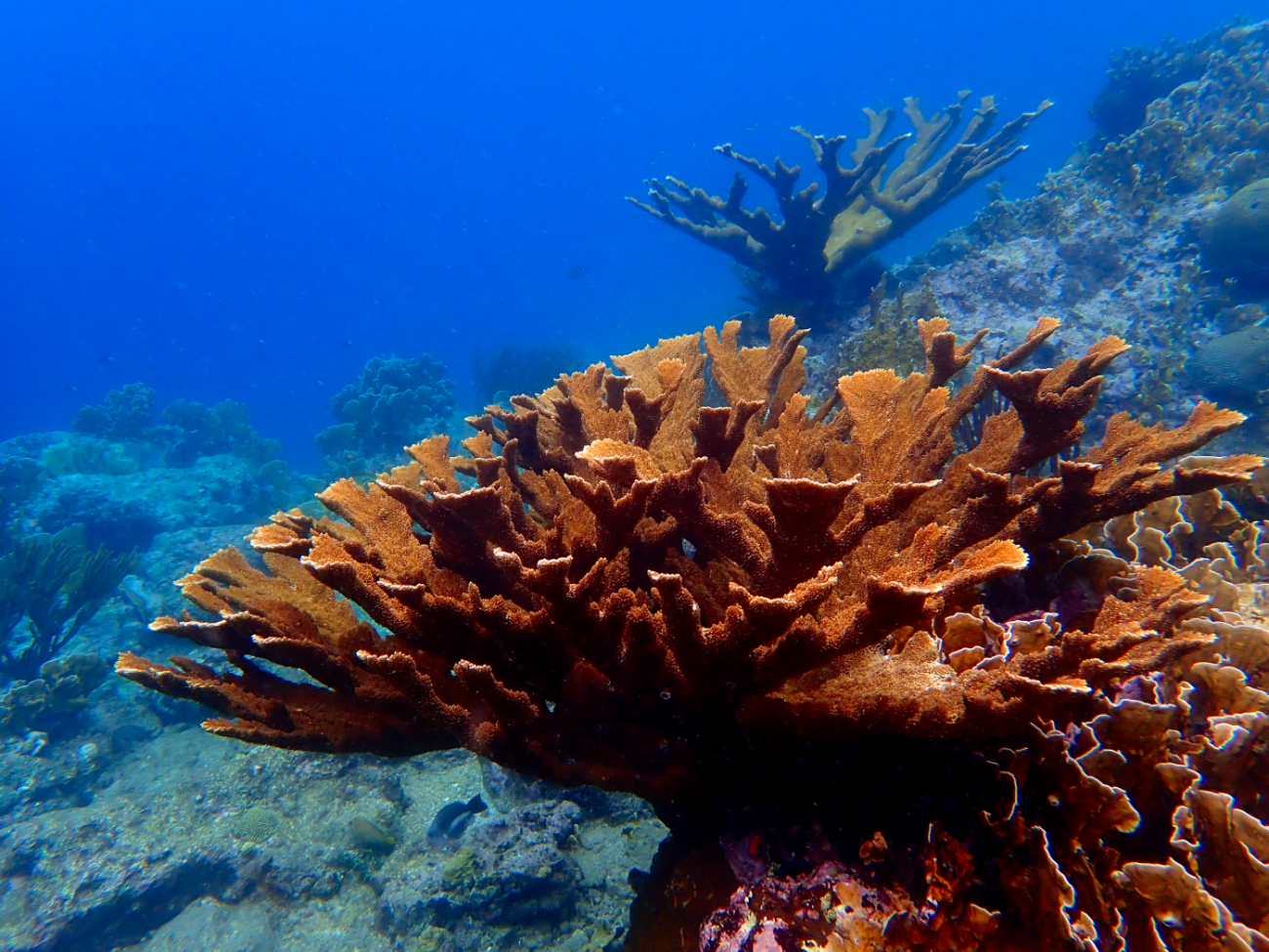 An underwater photo of a large, colorful elkhorn coral with many branches that resemble the antlers of an elk. Other large corals can be seen in the background.