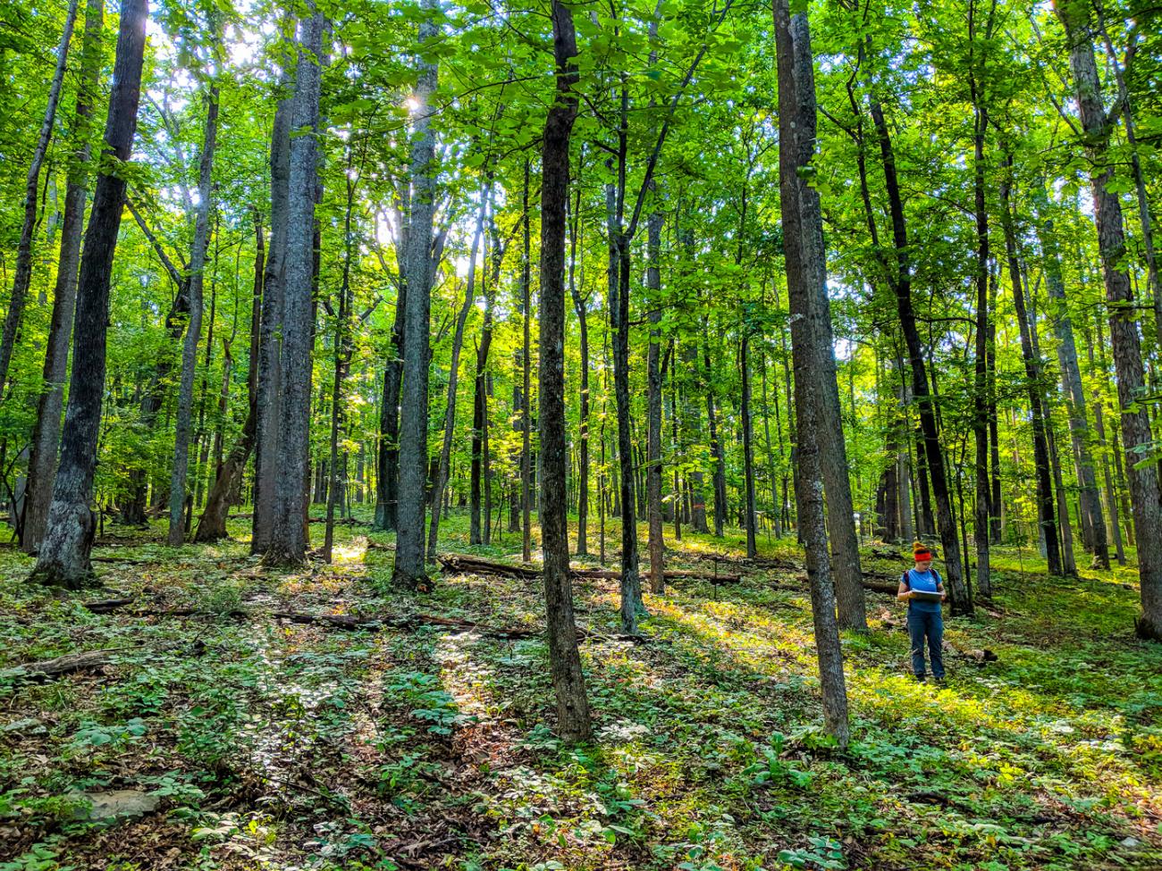 A researcher stands among tall trees in a sunlit forest in Virginia.