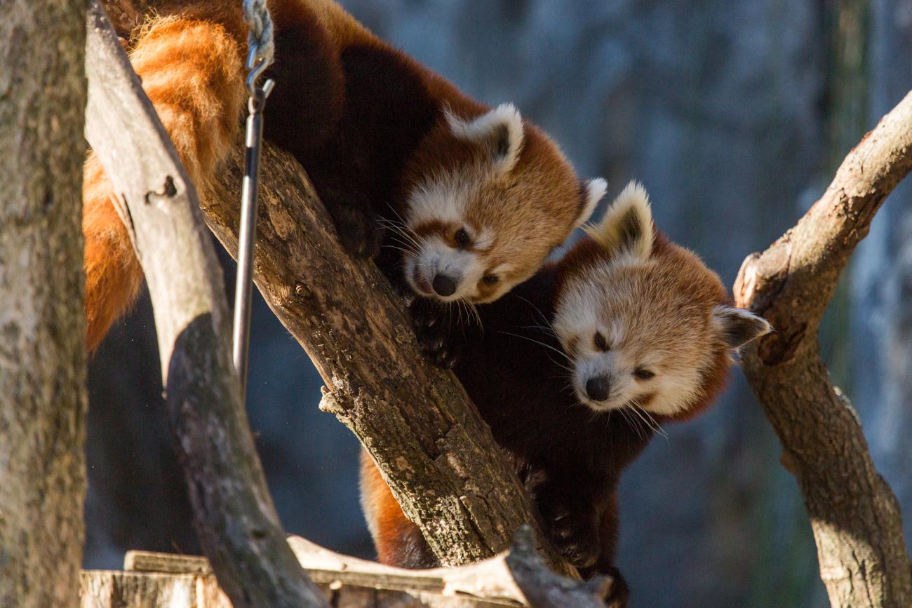Red Pandas Nutmeg and Jackie