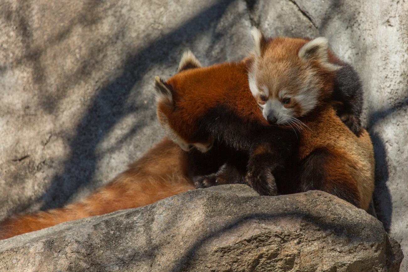 Red pandas Nutmeg and Jackie