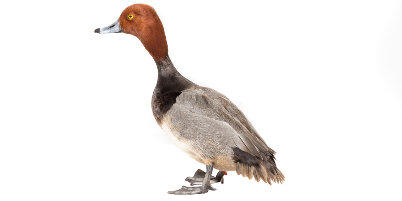 Side profile of a male redhead, a medium-sized duck with reddish-brown feathers covering its head.