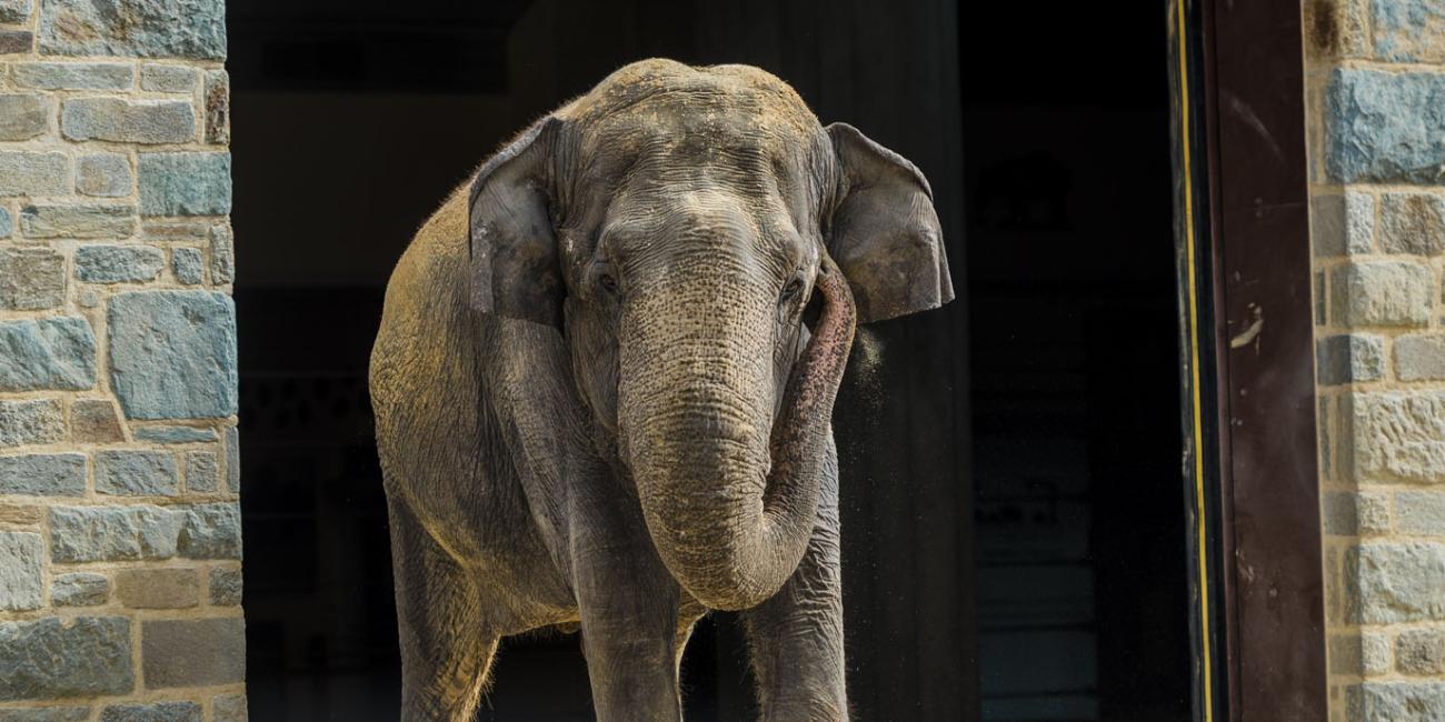 Asian elephant Shanthi at the Elephant Trails exhibit. 