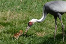 A female white-naped crane chick hatched April 2, 2020 to parents Brenda (pictured) and Eddie. A white-naped crane chick hatched April 2, 2020. She is pictured with her mother, Brenda.
