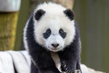 Giant panda cub Xiao Qi Ji walks across a hammock made of recycled firehose