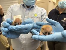 Small Mammal House staff cradle two pygmy slow loris babies in their hands.