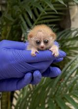A Small Mammal House keeper cradles a pygmy slow loris baby in her hands.