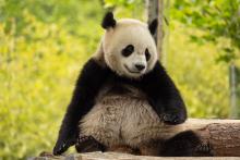 Two-year-old male giant panda Bao Li in his habitat at Shenshuping Base in Wolong, China, May 16.