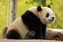 Two-year-old male giant panda Bao Li in his habitat at Shenshuping Base in Wolong, China, May 16.