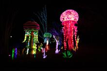 A jellyfish lantern display at the 2023 Zoo Lights event at the Smithsonian's National Zoo.