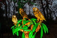An owl lantern display at the 2023 Zoo Lights event at the Smithsonian's National Zoo.