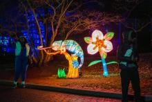 A chameleon lantern display at the 2023 Zoo Lights event at the Smithsonian's National Zoo.