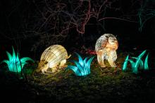 An armadillo lantern display at the 2023 Zoo Lights event at the Smithsonian's National Zoo.