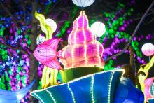 A fish display at the 2023 Zoo Lights event at the Smithsonian's National Zoo.