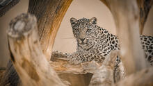 The Smithsonian’s National Zoo and Conservation Biology Institute and the Royal Commission for AlUla announced an agreement May 13 involving the international conservation and loan of critically endangered Arabian leopards from Saudi Arabia. Royal Commission for AlUla