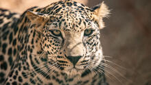 The Smithsonian’s National Zoo and Conservation Biology Institute and the Royal Commission for AlUla announced an agreement May 13 involving the international conservation and loan of critically endangered Arabian leopards from Saudi Arabia. Royal Commission for AlUla