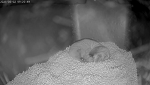 Animal care staff at NZCBI’s Front Royal, Virginia, campus welcomed a litter of eight black-footed ferret kits born to mother Aristides (above) and father ColeS. Photo credit: Smithsonian’s National Zoo and Conservation Biology Institute
