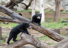Andean bear cubs climb