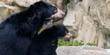 Andean bear mother and cub look together