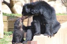 Andean bear cub and mother touch noses