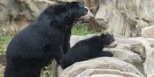 Andean bear mother and cub look over rock wall together