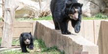 Andean bear mother and cub walk 