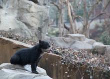 Andean bear cub looks into the next yard