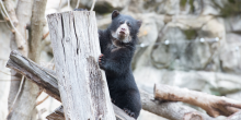Andean bear cub climbs