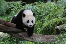 Bao Bao 