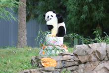Bao Bao First Birthday 