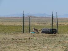 Swift fox in release pen. 