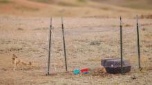 Swift fox leaving soft release pen. 