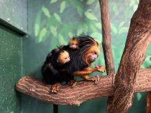 The Smithsonian’s National Zoo welcomed two golden-headed lion tamarins to mother Lola and father Coco in the Small Mammal House. an adult golden-headed lion tamarin sits on a branch. two babies cling to her back.