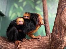 an adult golden-headed lion tamarin sits on a branch. two babies cling to her back.