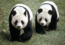 Ling-Ling and Hsing-Hsing Giant pandas Ling-Ling and Hsing-Hsing walk side-by-side in the grass