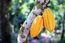 Two cacao pods (Theobroma cacao) from Zorzal Cacao's Reserva Zorzal in the Duarte Province, Dominican Republic. Photo: Kristen Reed Two yellow cocoa pods growing on a branch.