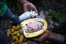 A comparison of ripe (top) and overripe (bottom) cacao seeds in a cacao pod at Zorzal Reserve in the Dominican Republic's Duarte Province. Photo: Kristen Reed Unripe and ripened cacao seeds.