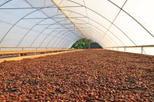 Cacao being solar dried on drying racks at Zorzal Cacao's Central Fermentary in San Francisco de Macoris, Cibao, Dominican Republic. Photo: Kristen Reed Rich brown cacao seeds drying.