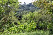 Zorzal Cacao is a 1,019-acre bird sanctuary, known as Reserva Zorzal, and farming collective in the Dominican Republic. Photo: Kristen Reed Lush green forest that is a private bird reserve, Reserva Zorzal, in the Dominican Republic.