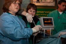 Scientist Dr. JoGayle Howard and others during a veterinary procedure with a giant panda that is sedated on a table