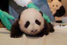 Tai Shan Giant panda cub Tai Shan cralws on a table during a veterinary exam