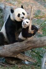 Mei Xiang and cub Tai Shan Giant panda cub Mei Xiang licks her cub's head as he stands on a log