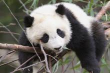 Tai Shan Giant panda cub Tai Shan rests on a tree branch